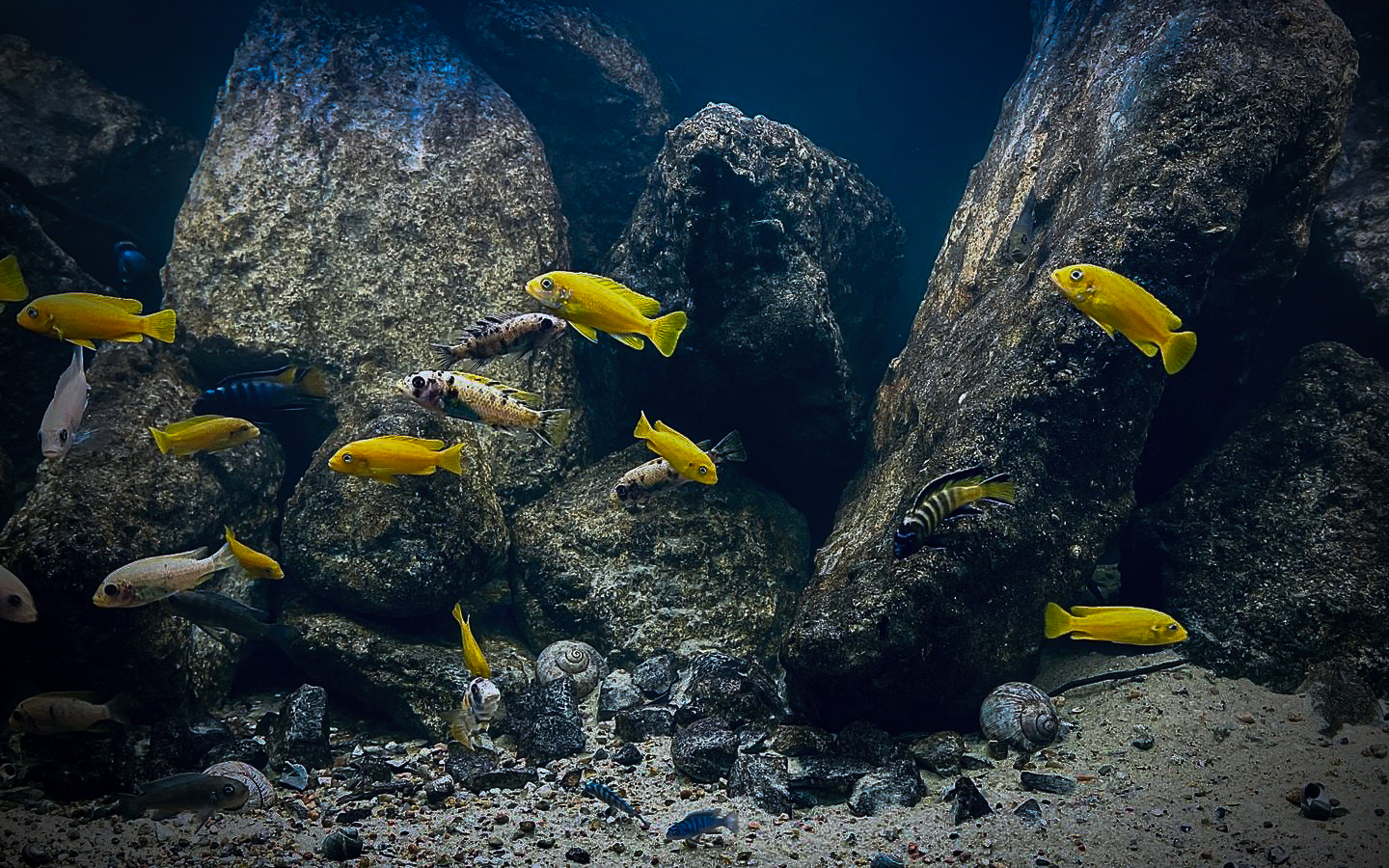 Cichlid aquarium with handcrafted rock structures